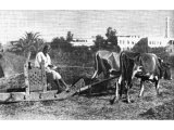 Sharp flints or iron teeth set in the under part of a sledge cut into the huge mounds of straw, which is finely chopped for fodder. An early photograph.